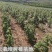 高度20-30公分树莓苗红树莓苗白山树莓苗基地批发