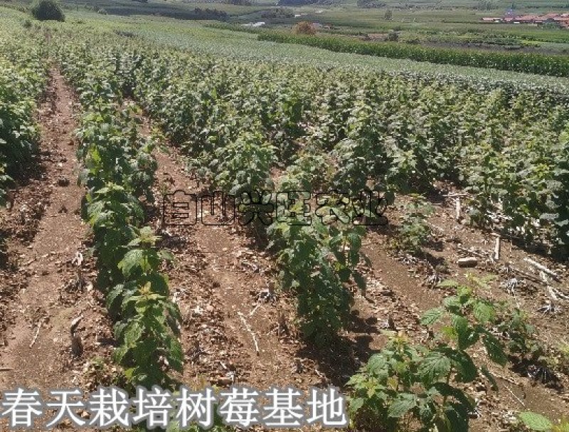 高度20-30公分树莓苗红树莓苗白山树莓苗基地批发