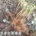 高度20-30公分树莓苗红树莓苗白山树莓苗基地批发