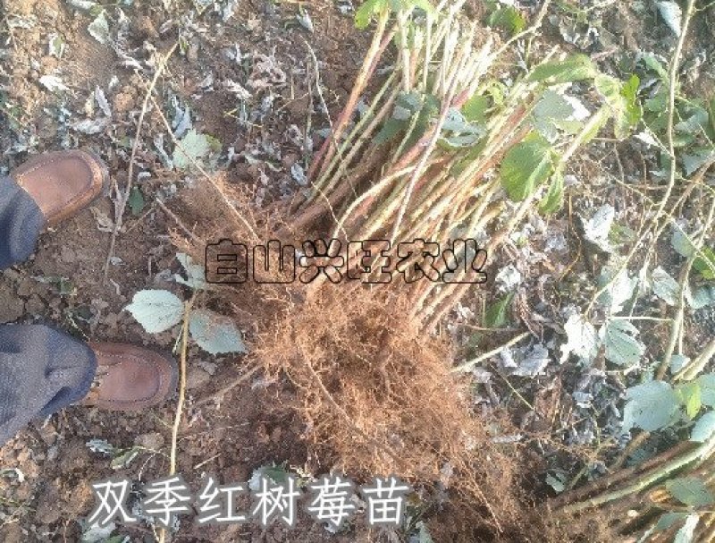高度20-30公分树莓苗红树莓苗白山树莓苗基地批发