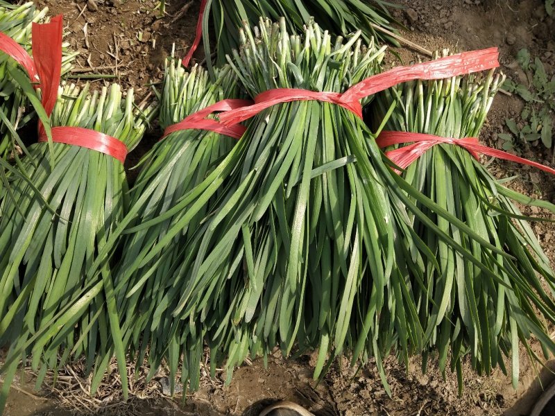 河北香河陆地精品韭菜大量上市了
