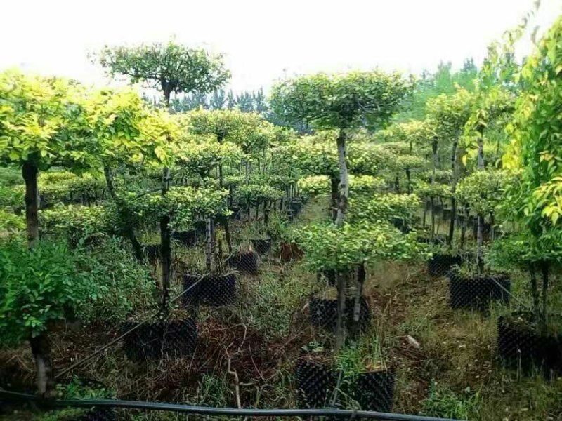 水蜡造型