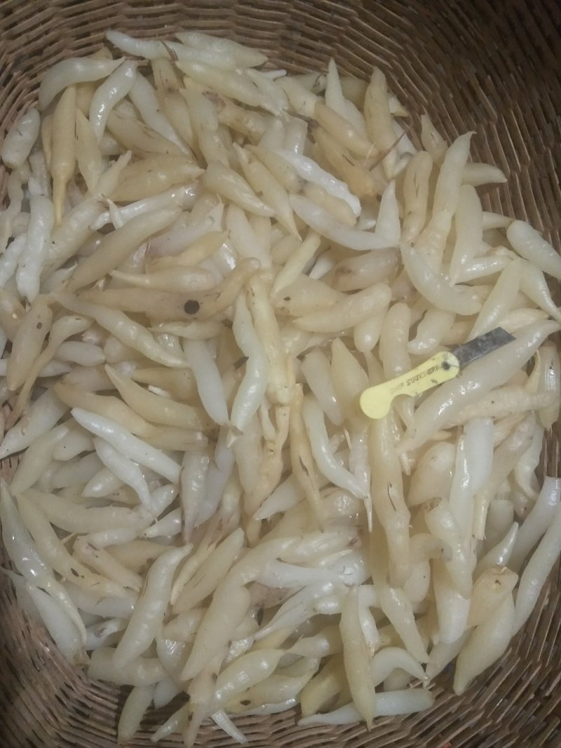天冬