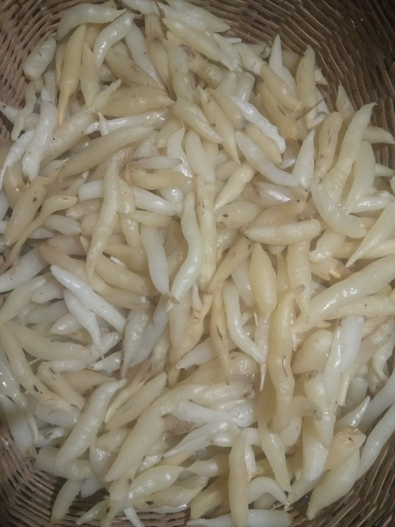 天冬