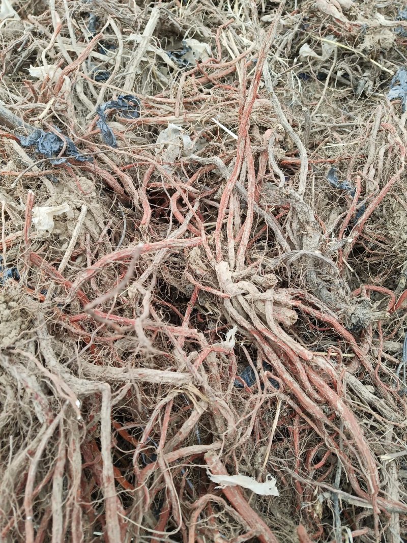 丹参，红皮白茬，含量足，保质保量，