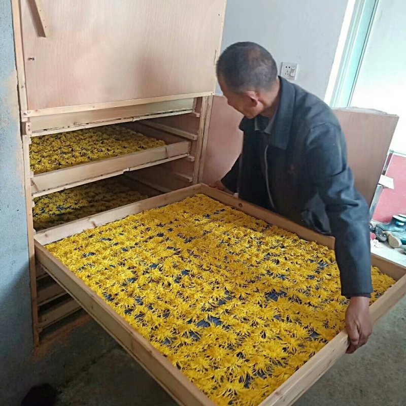 黄山贡菊金丝皇菊七月菊黄贡大黄菊散称散装批发种植自产自销