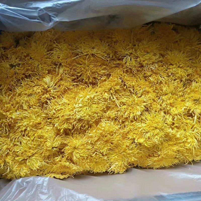 黄山贡菊金丝皇菊七月菊黄贡大黄菊散称散装批发种植自产自销
