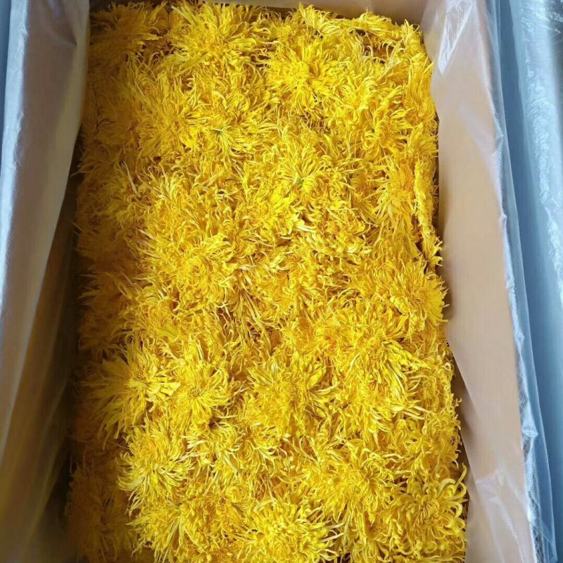 黄山贡菊金丝皇菊七月菊黄贡大黄菊散称散装批发种植自产自销
