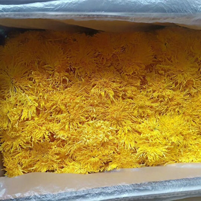 黄山贡菊金丝皇菊七月菊黄贡大黄菊散称散装批发种植自产自销