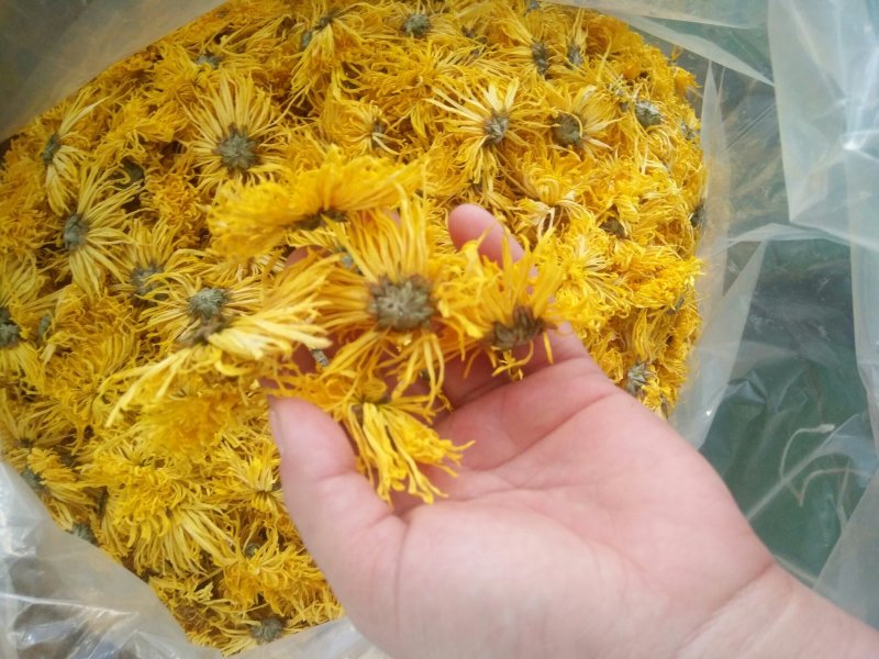 黄山贡菊金丝皇菊七月菊黄贡大黄菊散称散装批发种植自产自销