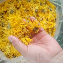 黄山贡菊金丝皇菊七月菊黄贡大黄菊散称散装批发种植自产自销