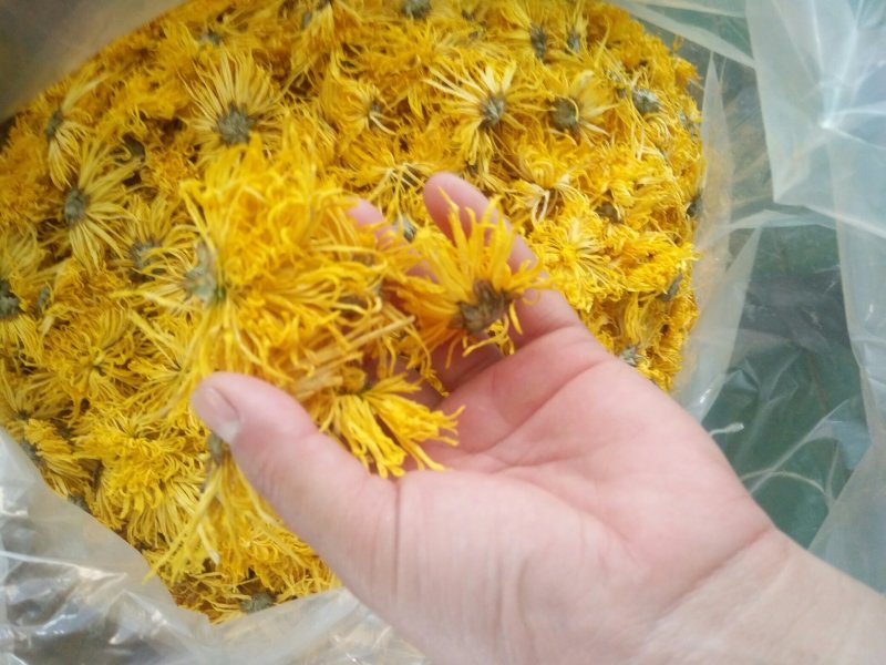 黄山贡菊金丝皇菊七月菊黄贡大黄菊散称散装批发种植自产自销