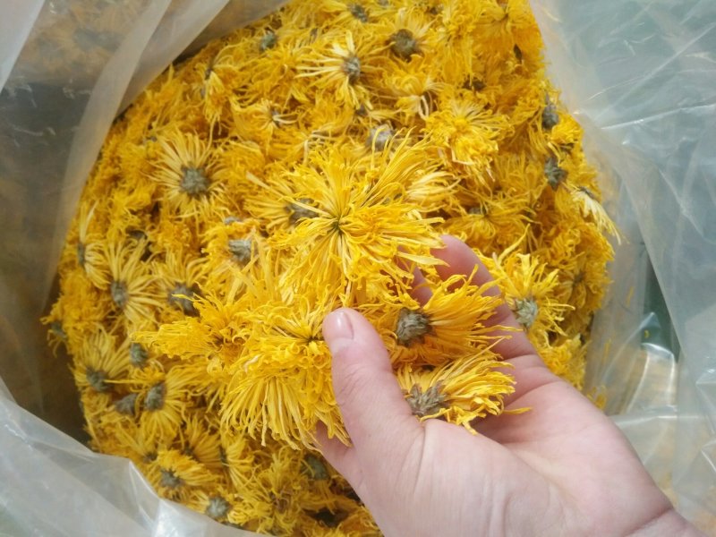 黄山贡菊金丝皇菊七月菊黄贡大黄菊散称散装批发种植自产自销