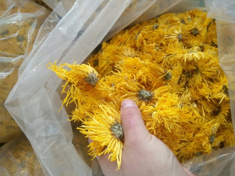 黄山贡菊金丝皇菊七月菊黄贡大黄菊散称散装批发种植自产自销