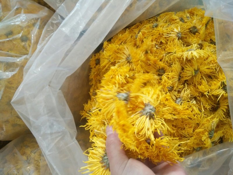 黄山贡菊金丝皇菊七月菊黄贡大黄菊散称散装批发种植自产自销