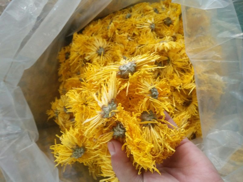 黄山贡菊金丝皇菊七月菊黄贡大黄菊散称散装批发种植自产自销