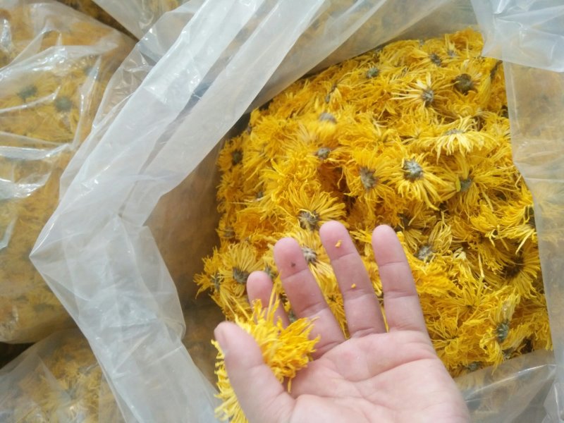 黄山贡菊金丝皇菊七月菊黄贡大黄菊散称散装批发种植自产自销