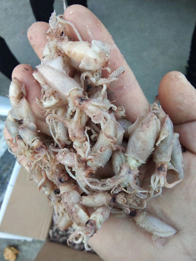 自家渔船出新货渤海湾海兔子