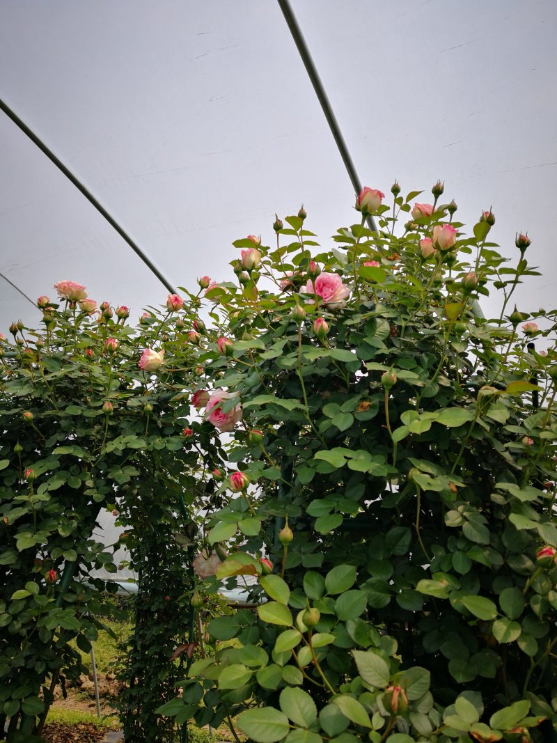 欧月，粉色龙沙宝石拱门