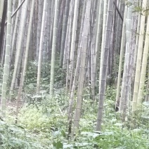 楠竹各种各样规格的楠竹