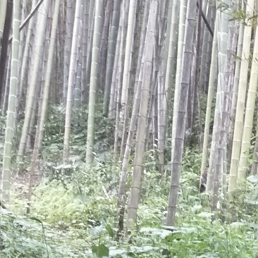 楠竹各种各样规格的楠竹