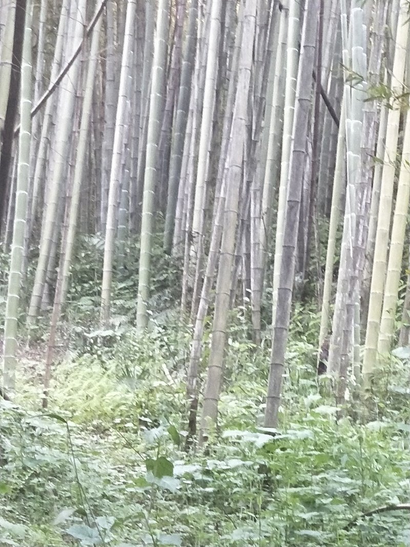 楠竹各种各样规格的楠竹