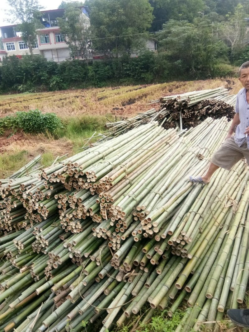 楠竹各种各样规格的楠竹
