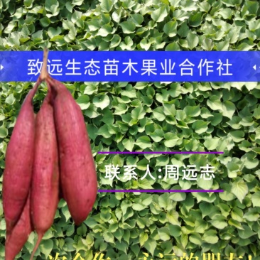 红薯苗秦薯五号脱毒红薯苗