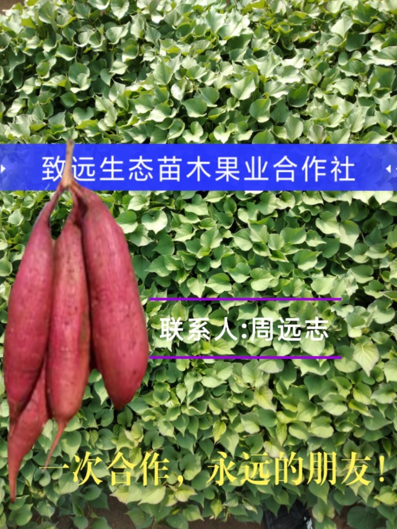 秦薯五号板栗红薯苗15~25cm