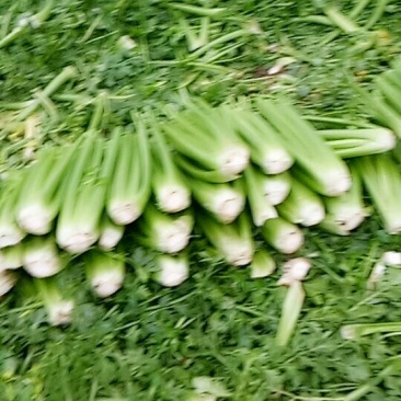 河南鹿邑精品西芹，产地直发，颜色好，质量保证，可视频看货