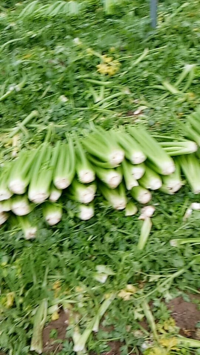 河南鹿邑精品西芹，产地直发，颜色好，质量保证，可视频看货