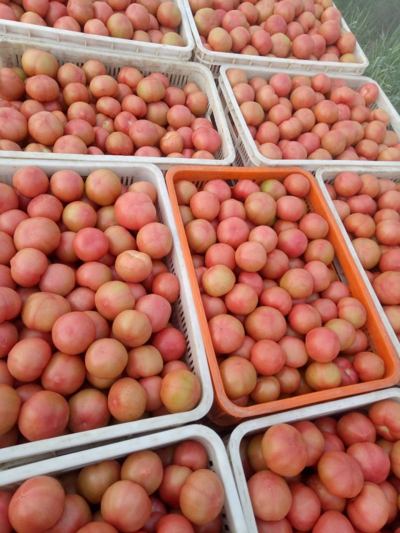 山东菏泽定陶硬粉西红柿通货