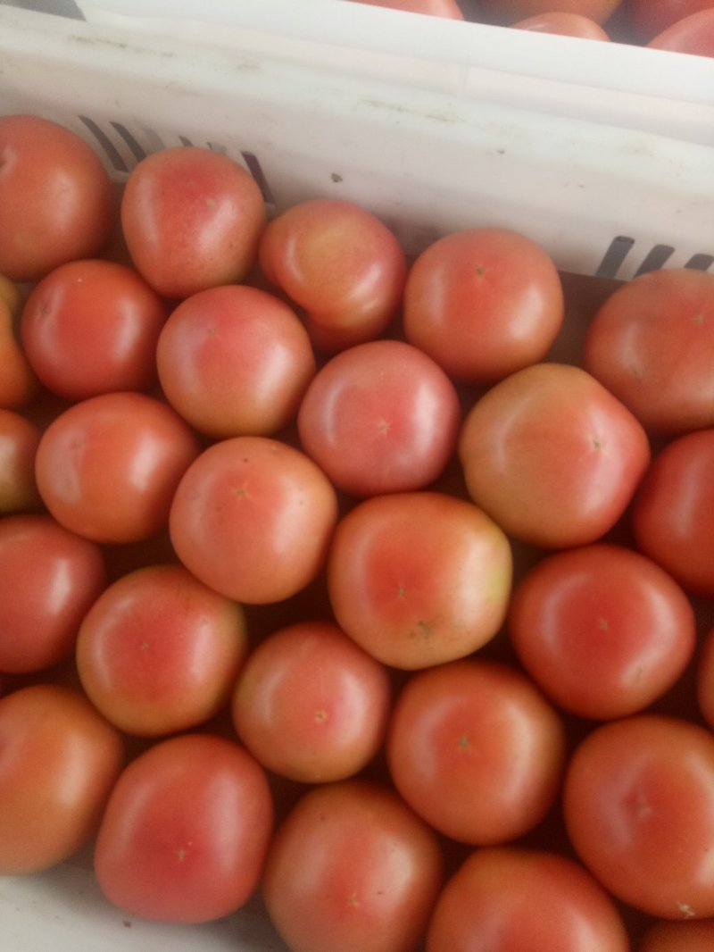 山东菏泽定陶硬粉西红柿通货