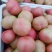 山东菏泽定陶硬粉西红柿通货