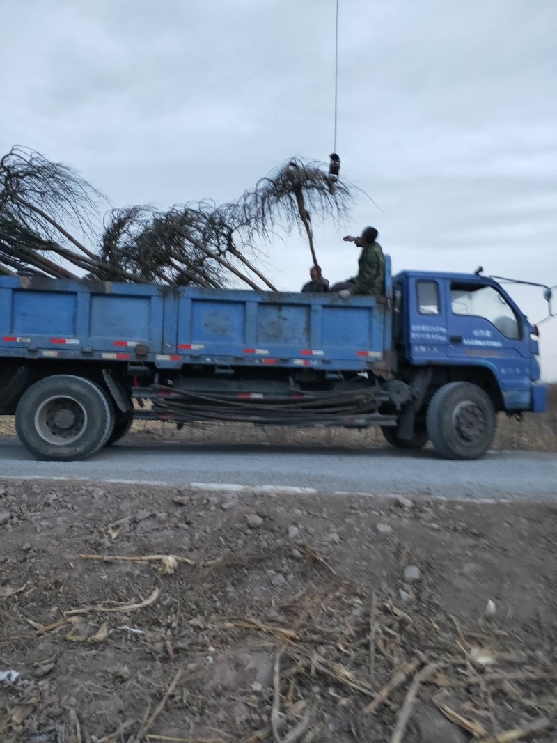 出售定植龙爪槐，规格全，冠副大，基地直供，支持现场看苗。