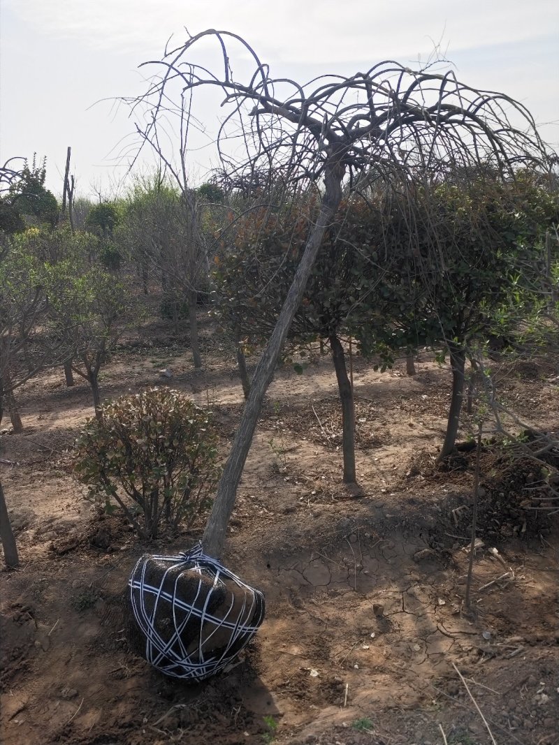 出售定植龙爪槐，规格全，冠副大，基地直供，支持现场看苗。