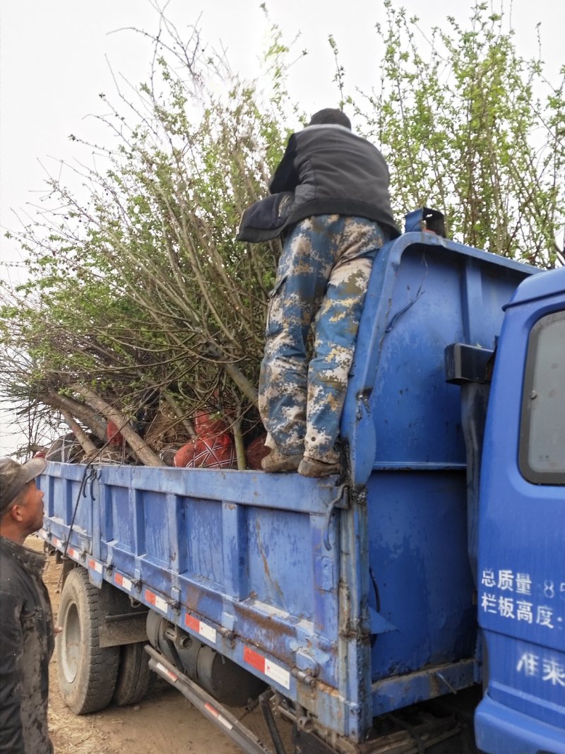 大量出售大田定植冬红海棠树，地径3-8公分不等