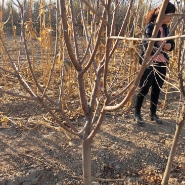 大量出售定植樱桃树，地径3-8公分不等。
