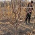 大量出售定植樱桃树，地径3-8公分不等。