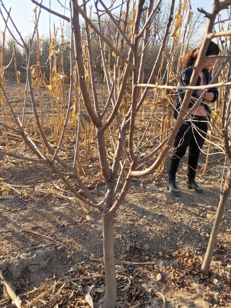 大量出售定植樱桃树，地径3-8公分不等。