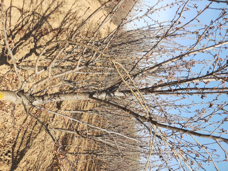 大量出售定植樱桃树，地径3-8公分不等。