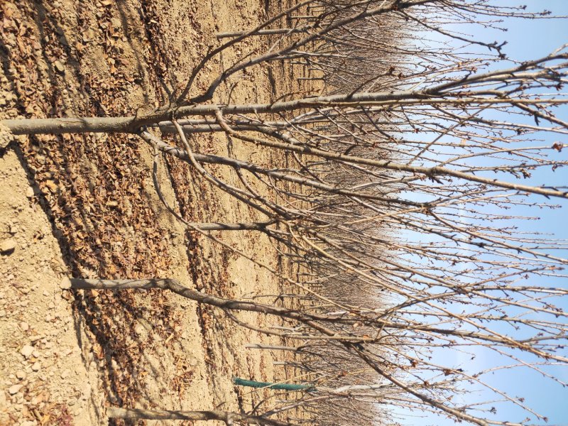 大量出售定植樱桃树，地径3-8公分不等。