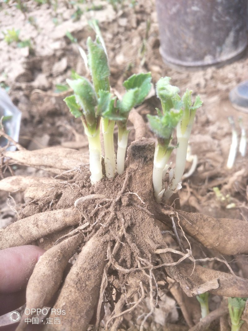 大丽花种球，甘肃大丽花，临洮大丽花，甘肃临洮大丽花