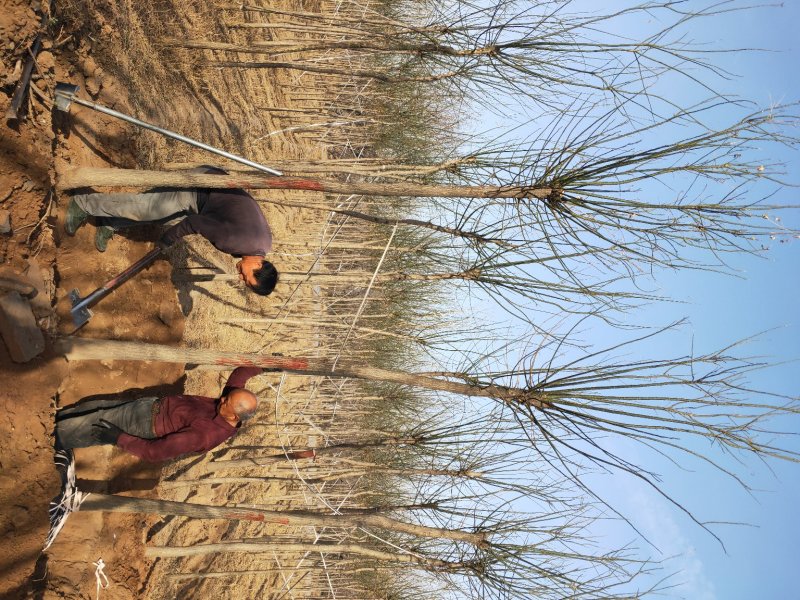 大量出售定植国槐树，基地直供，