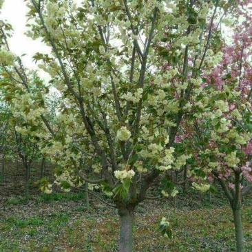 优质珍惜绿樱花大批量出售