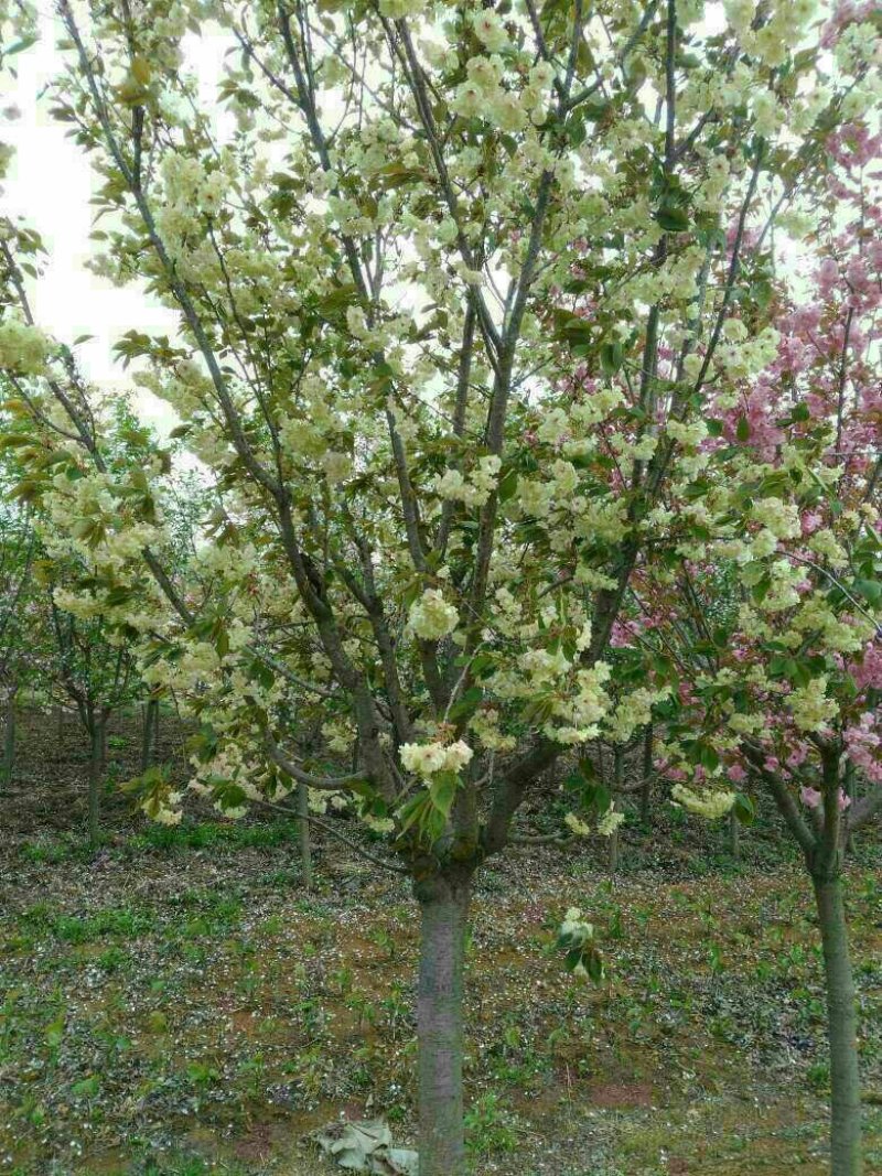优质珍惜绿樱花大批量出售