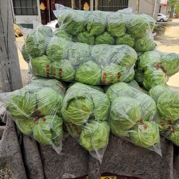 甘蓝产地直销，大量供应，质量很好，合作共赢