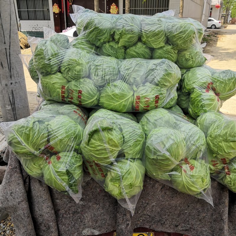 甘蓝产地直销，大量供应，质量很好，合作共赢