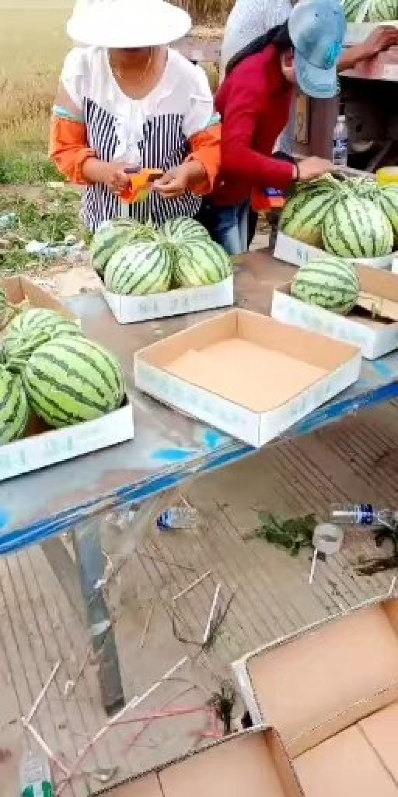 【江苏无籽有籽高糖分西瓜】冰糖西瓜产业园大量供应