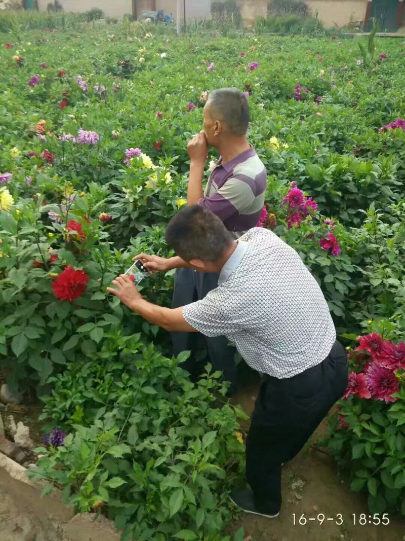 大丽花，甘肃大丽花，临洮大丽花，甘肃临洮大丽花